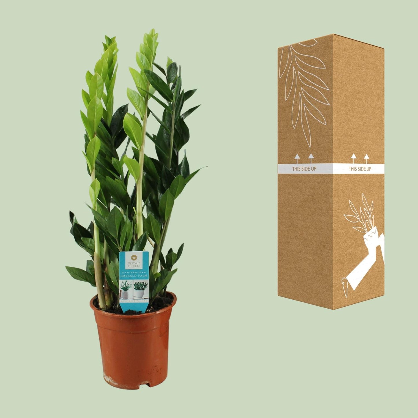Zamioculcas Zamiifolia – Pflegeleichte ZZ-Pflanze Ø17cm, 65cm