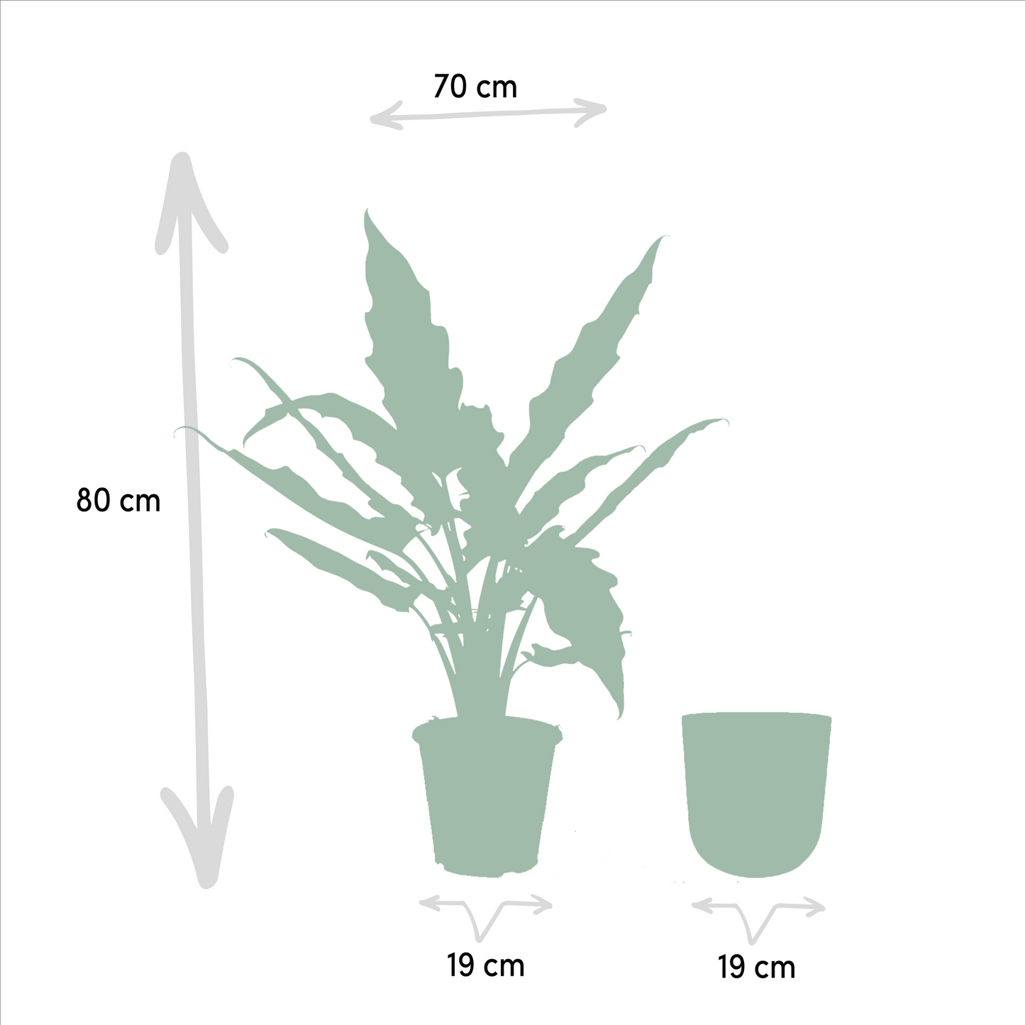 Alocasia Lauterbachiana – Elegantes Elefantenohr Ø19cm