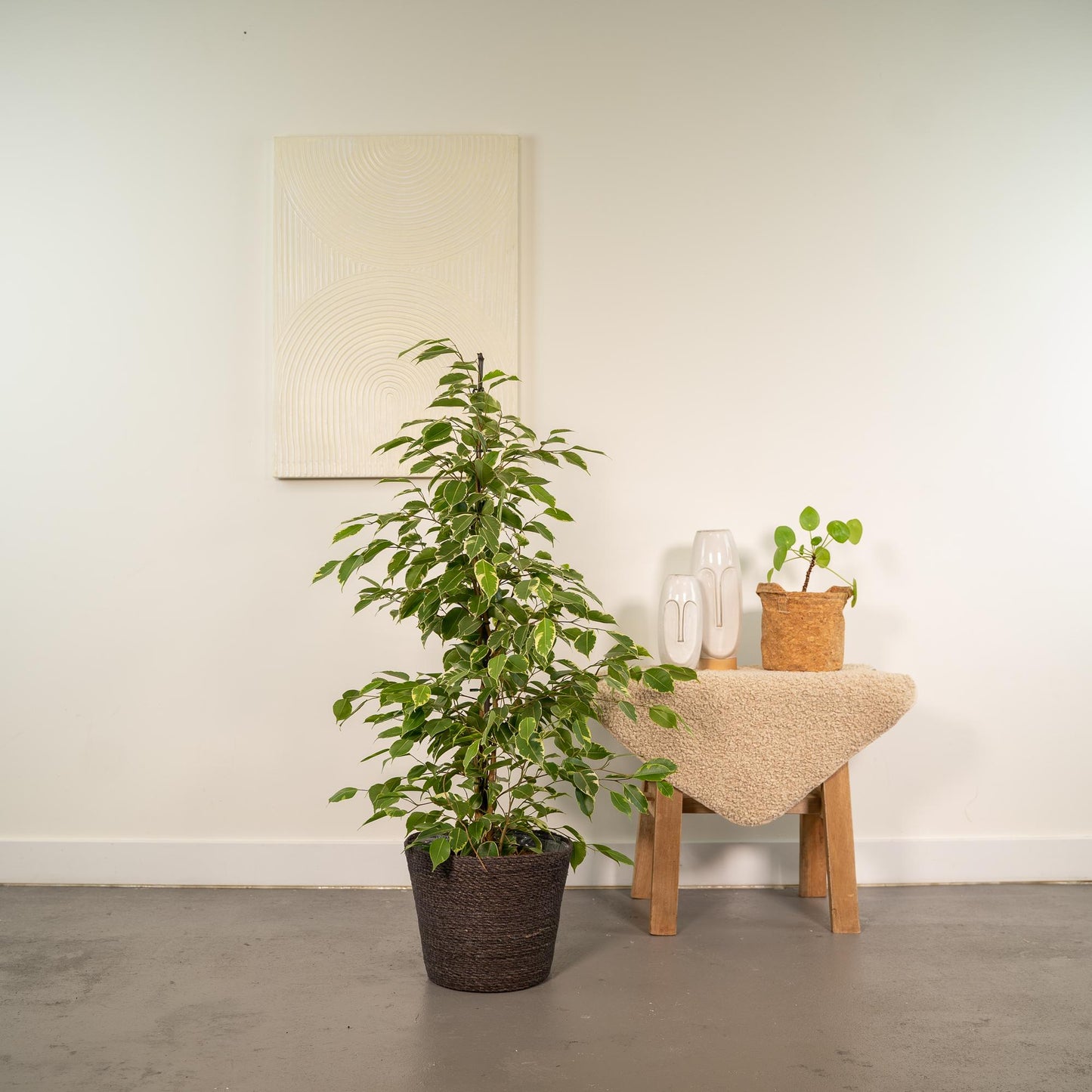 Ficus benjamina Goldenking mit Korb Ø21cm, Höhe 95cm