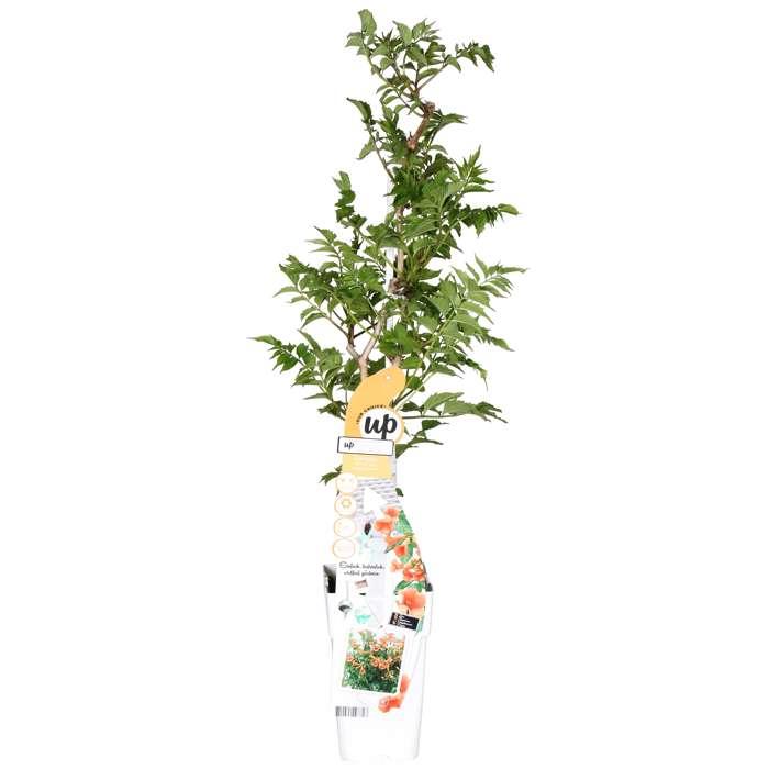 Campsis Indian Summer – Trompetenblume Orange Ø15cm