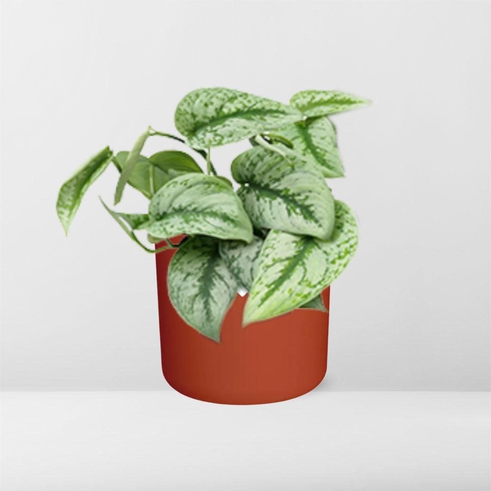 Scindapsus Pictus ‘Trebie’ – pflegeleichter Teufels-Efeu 14cm
