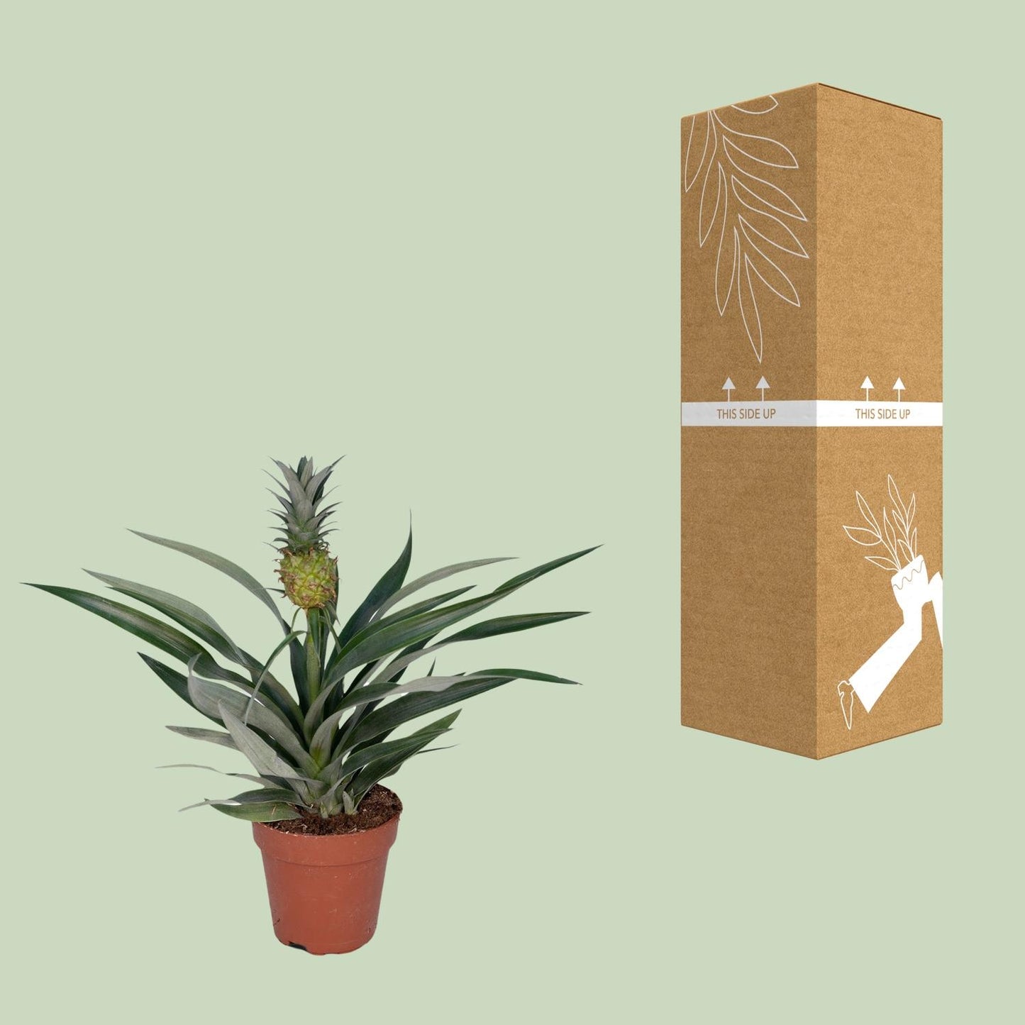Bromelia Ananas - Tropische Zimmerpflanze Ø12cm, 30cm hoch