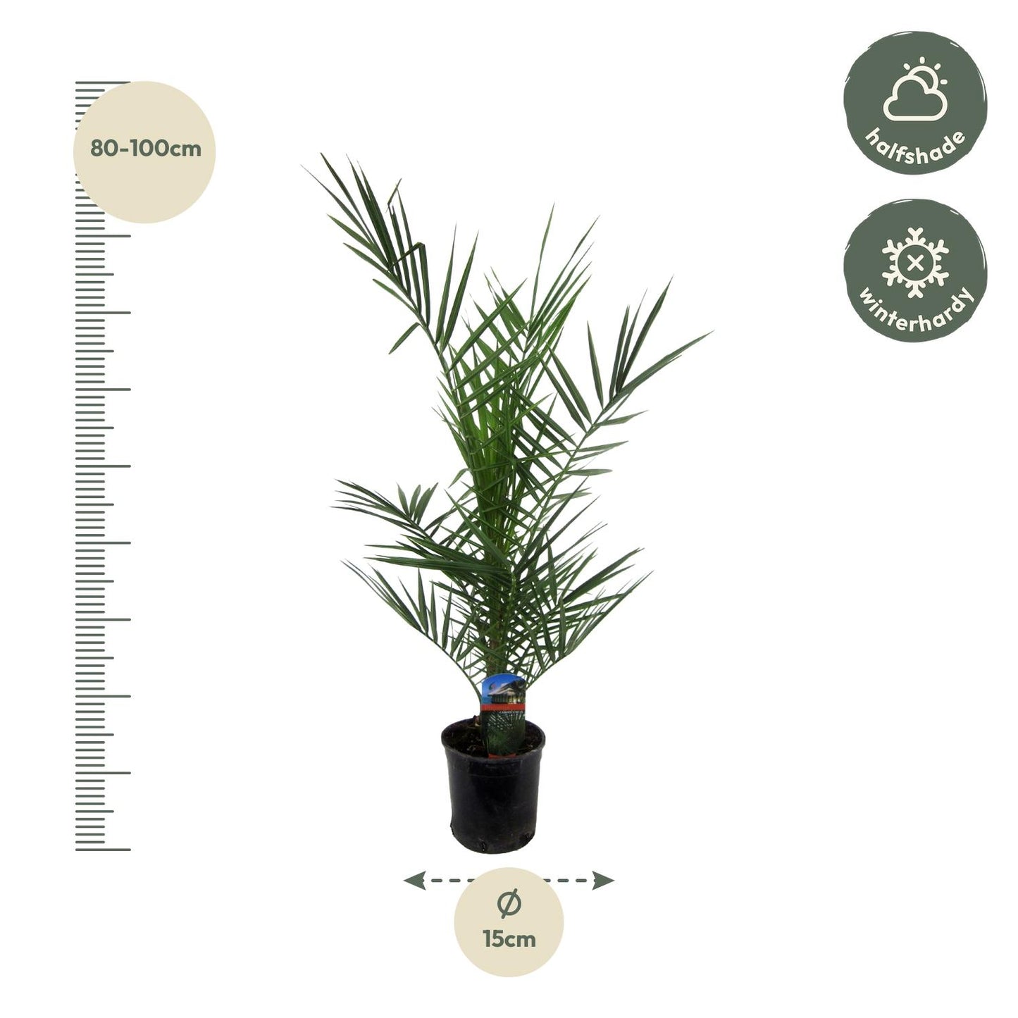 Phoenix Canariensis - Kanarische Dattelpalme 80 cm