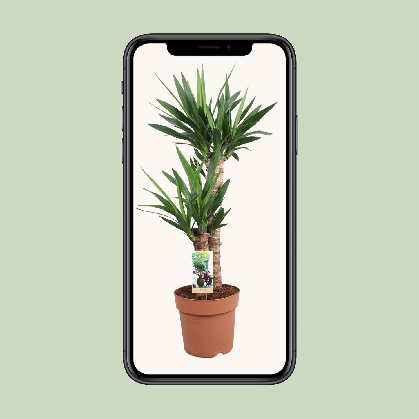 Yucca Elephantipes Ø21cm – Elegante & pflegeleichte Zimmerpflanze