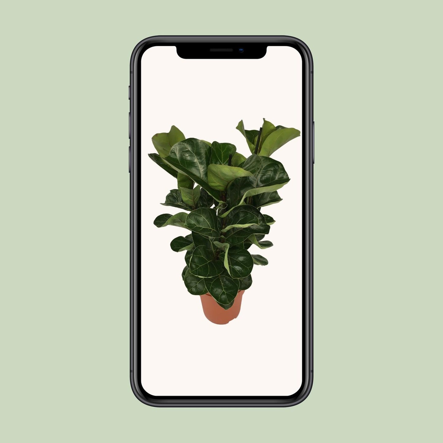 Ficus Lyrata - pflegeleichter Zimmerbaum Ø21cm, 80cm hoch