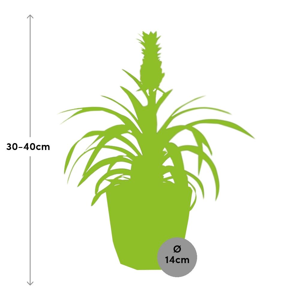 Ananas-Pflanze in ELHO b.for rock 14 cm warm grey