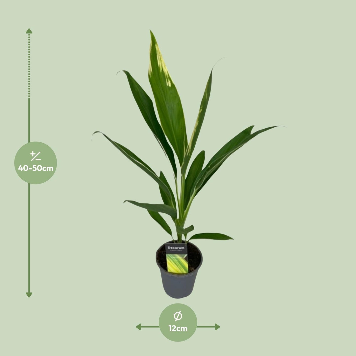 Cordyline Conga Ø12cm – Tropisch & Pflegeleicht