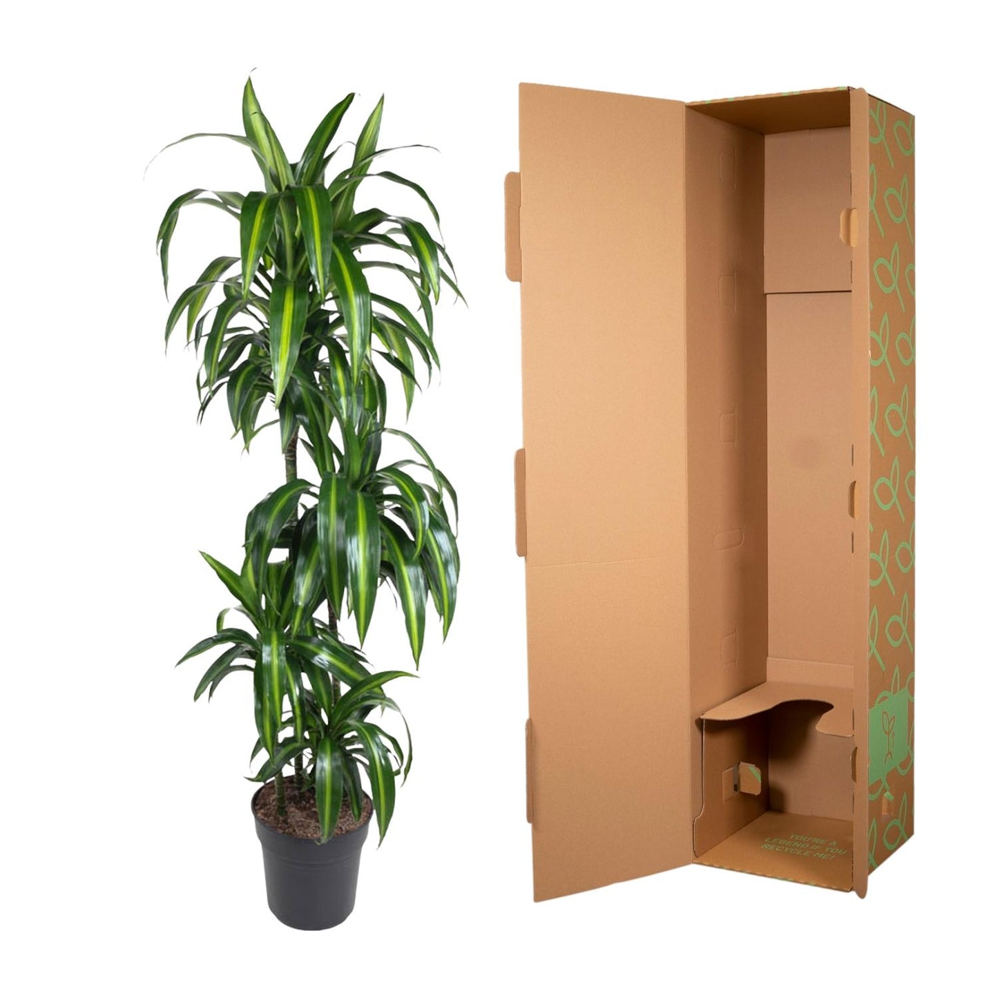 Dracaena Hawaiiana – Elegante XXL Zimmerpflanze 180 cm