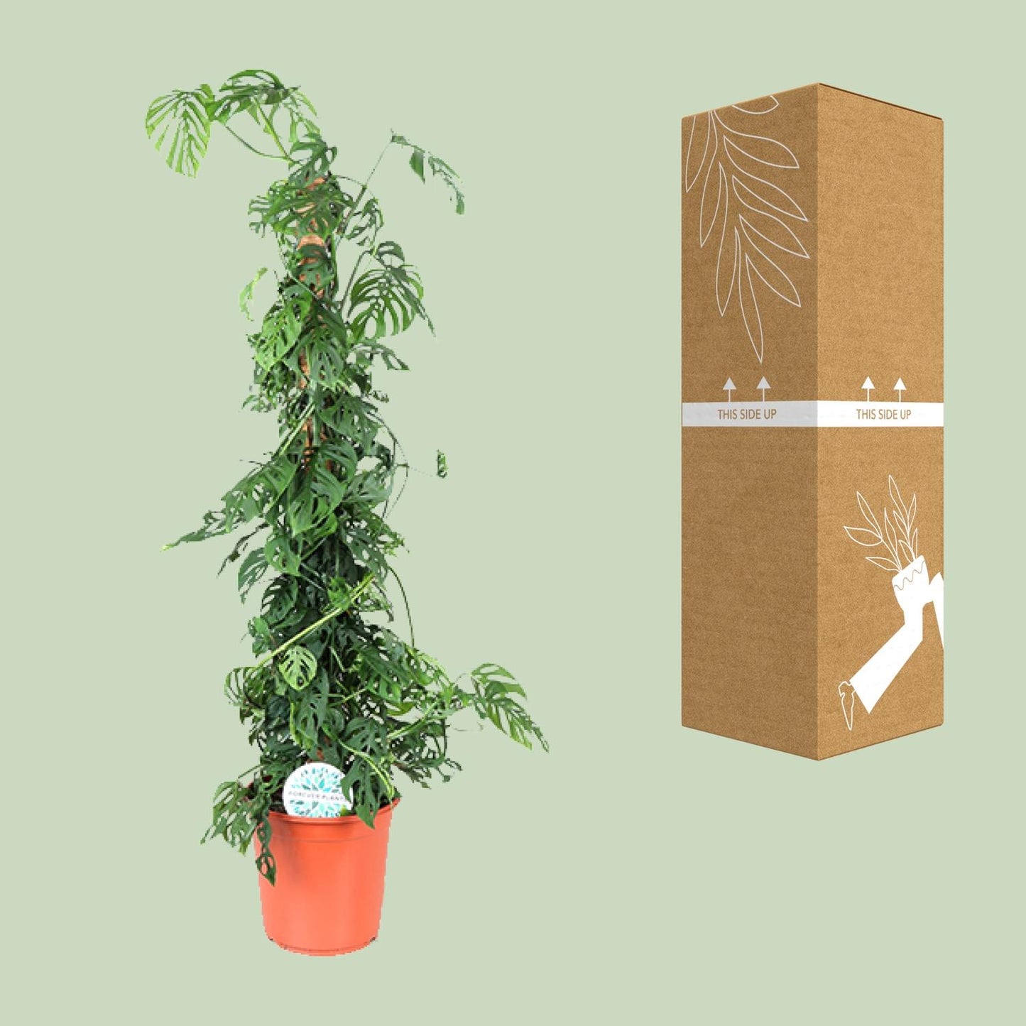 Monstera Monkey Leaf M – Pflegeleichte XL-Zimmerpflanze