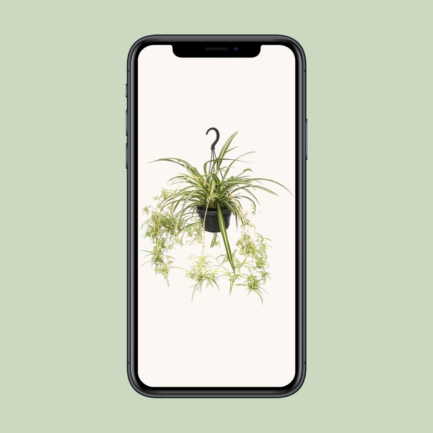 Chlorophytum comosum Variegatum – Spinnenpflanze Ø14cm, 55cm hoch