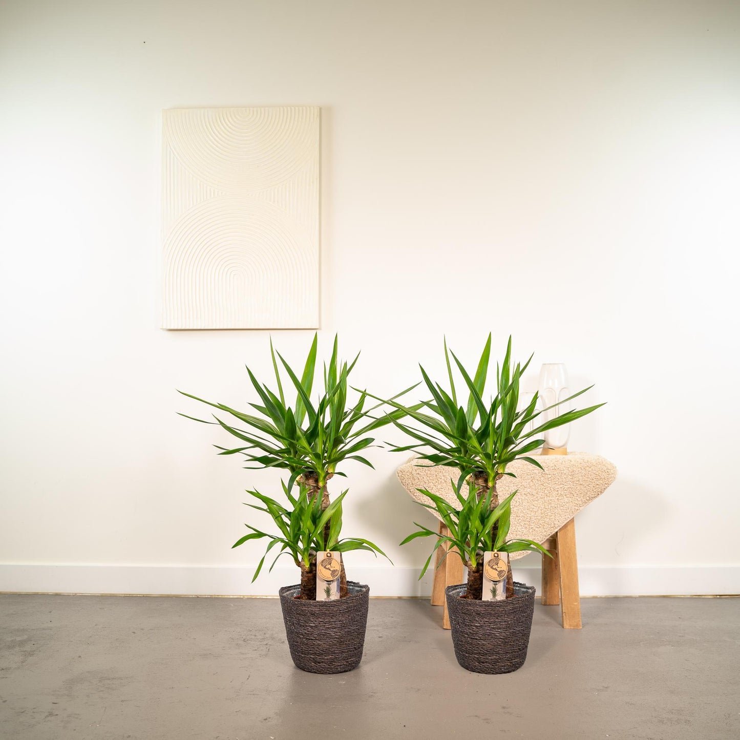 2x Yucca Elephantipes – Palmlilie, 90 cm, Ø17 cm