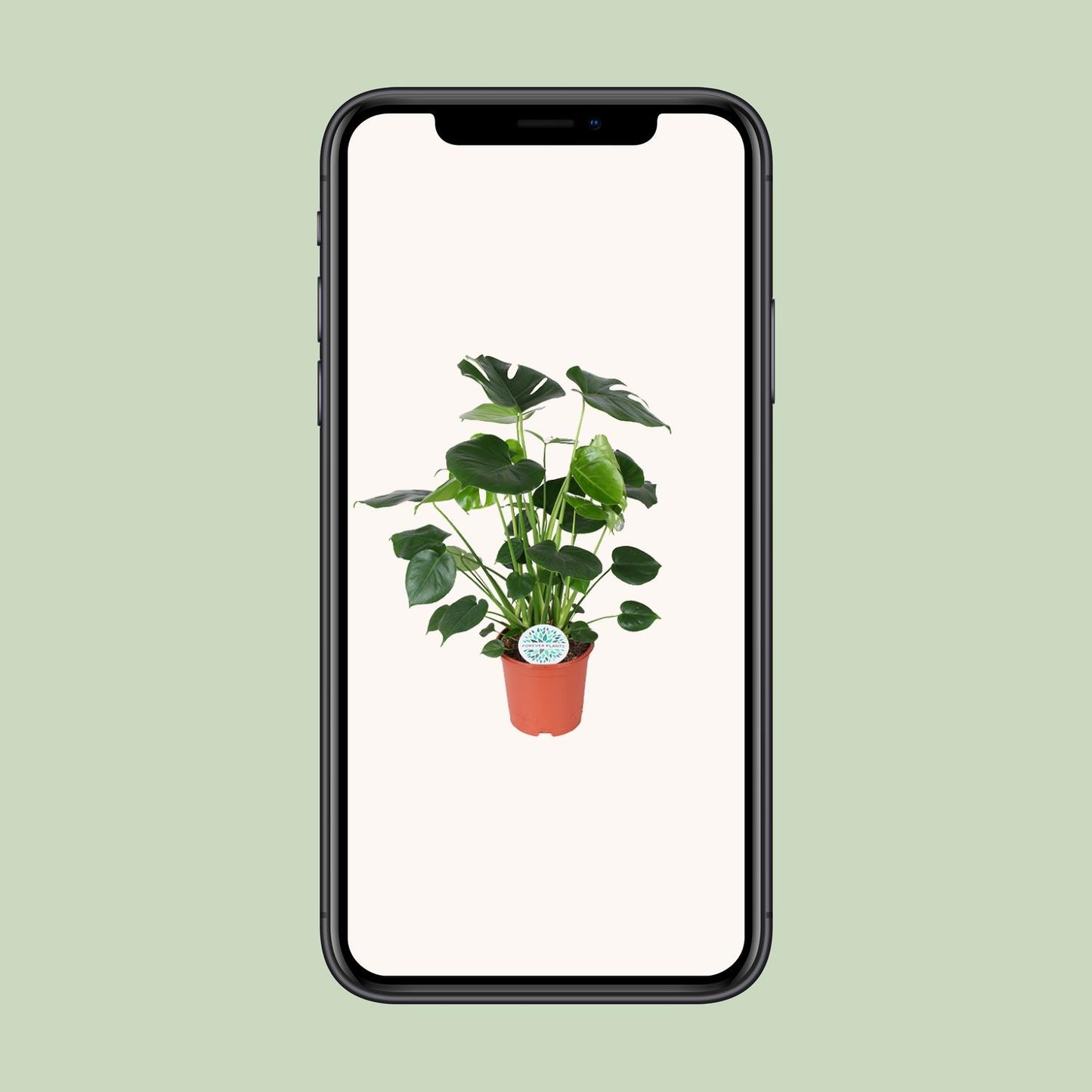 Monstera Deliciosa – Pflegeleichte Fensterblatt-Pflanze Ø21cm