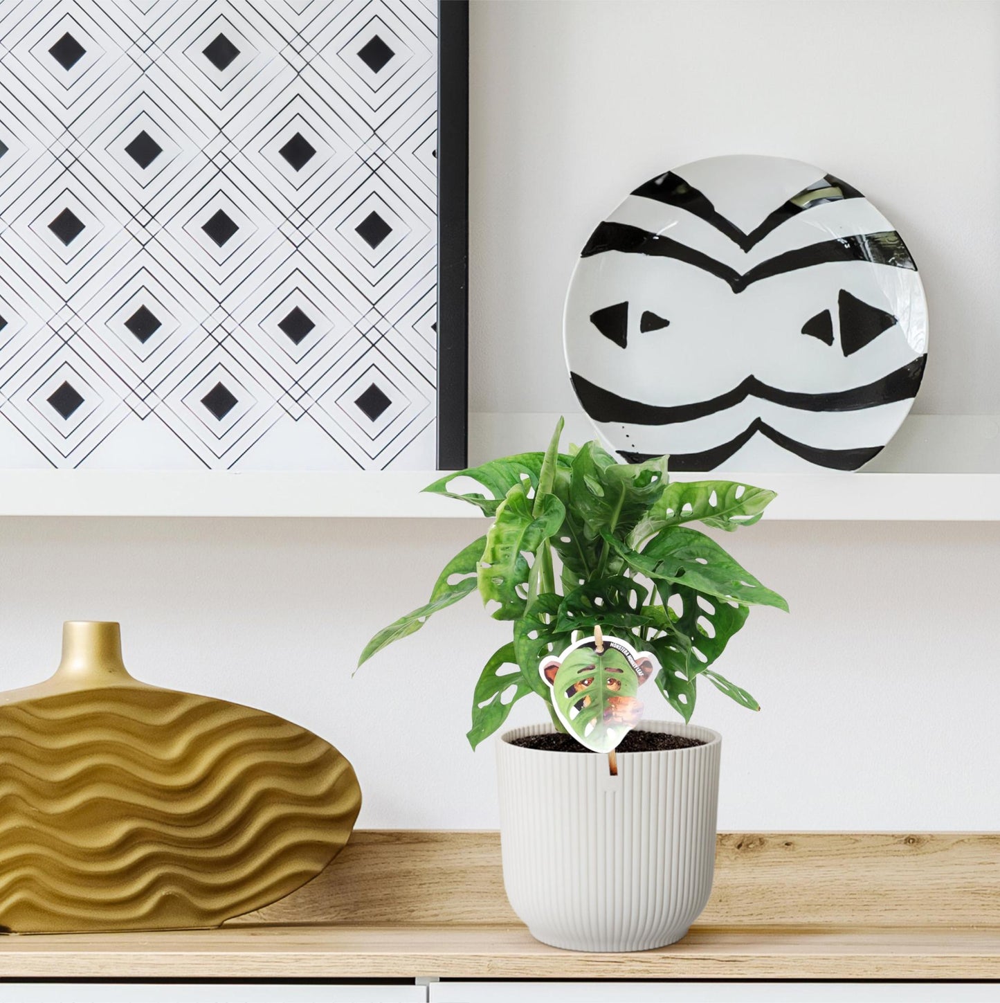 Monstera obliqua 'Monkey Leaf' – Exotische Zimmerpflanze 25 cm