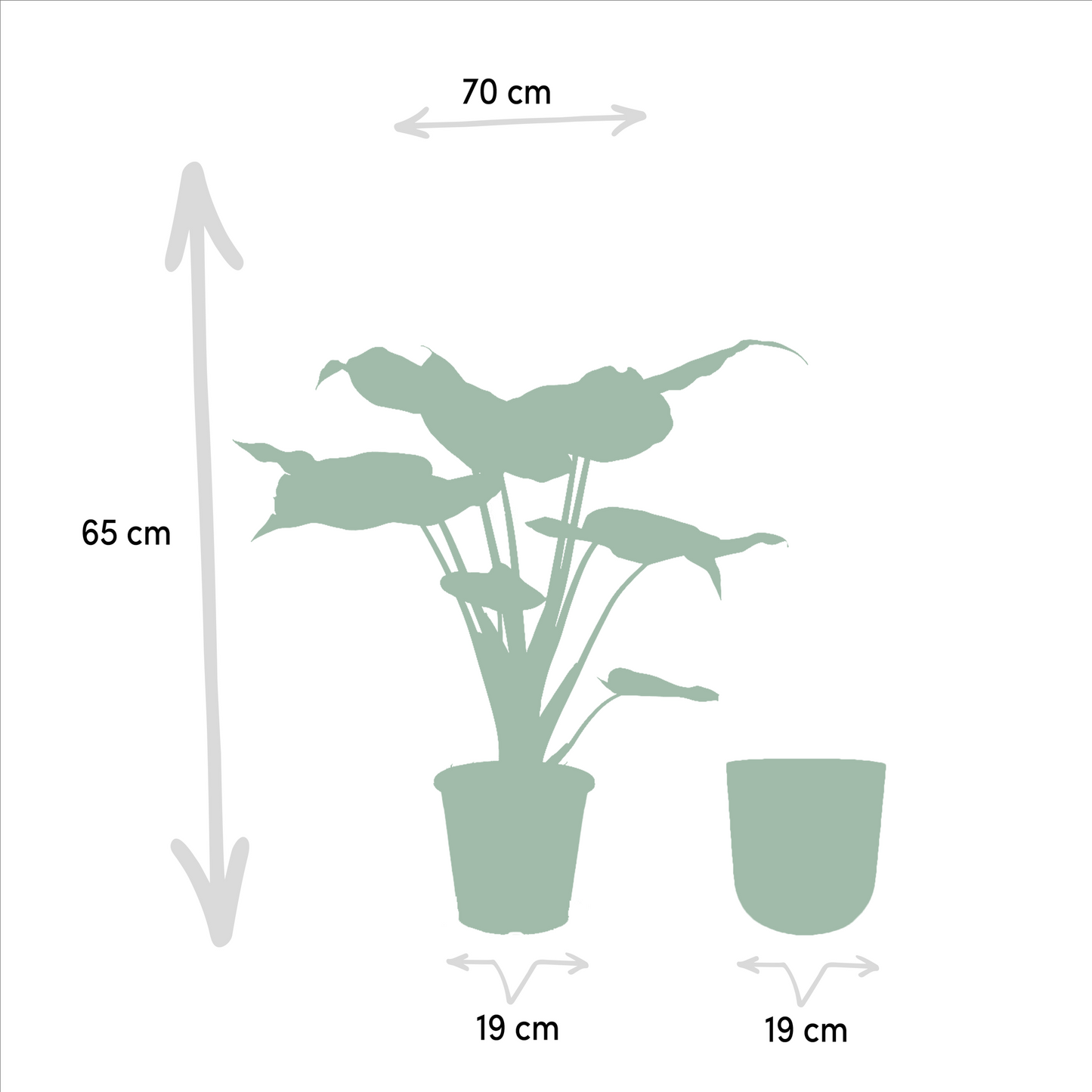 Alocasia Cucullata – Elefantenohr Ø19cm mit Topf Mayk Gold
