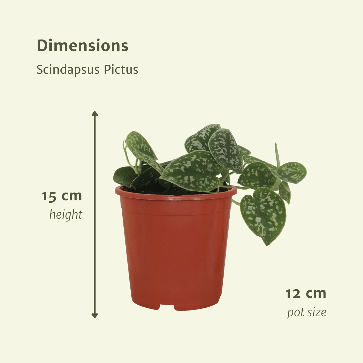 2x Scindapsus Pictus – Elegante Kletterpflanzen 15cm