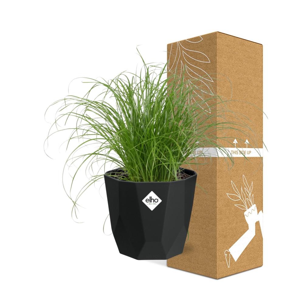 Cyperus Alternifolius Zumula – Pflegeleichtes Schirmgras im schwarzen Topf