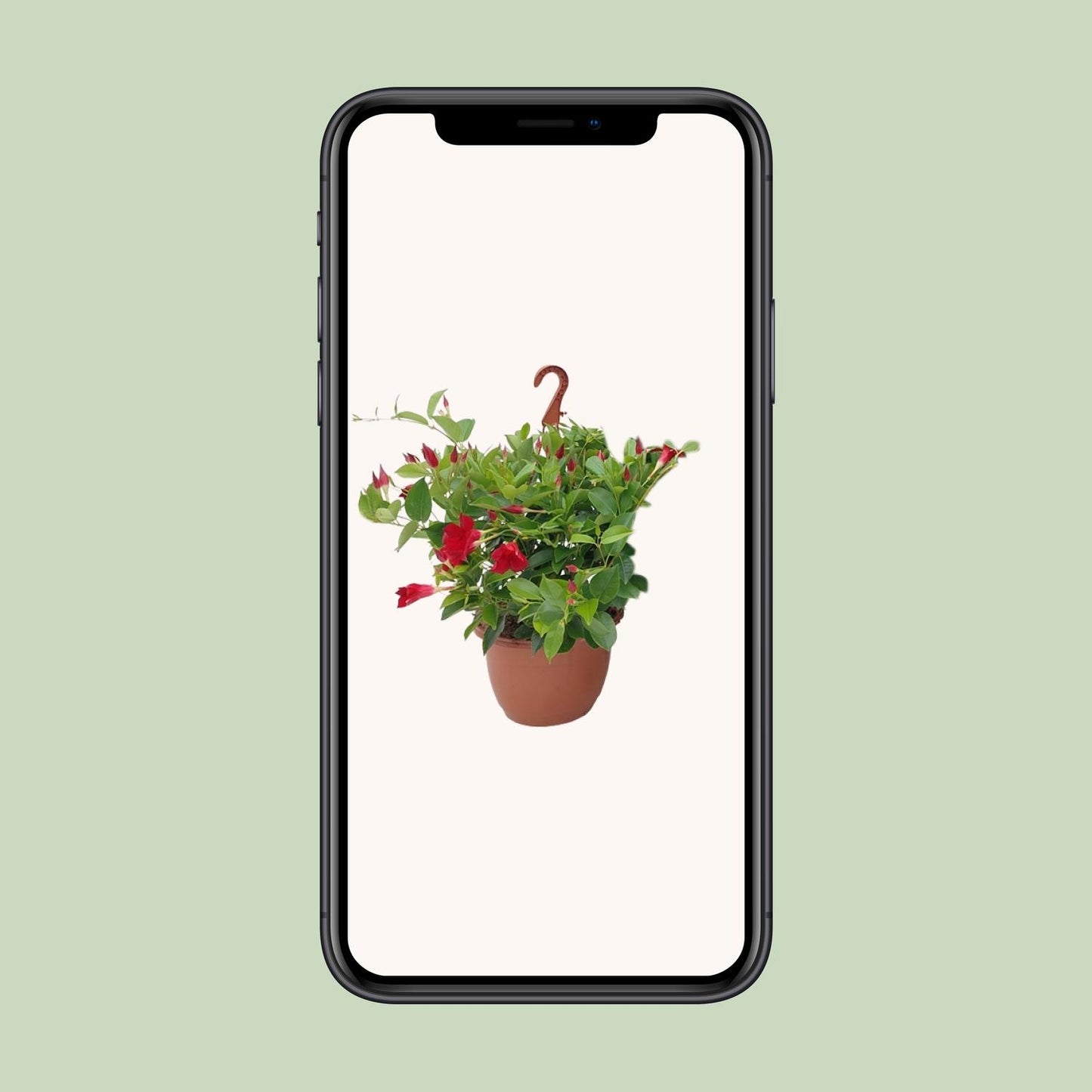 Sundaville Hängekorb Tricolor Ø25cm – Mandevilla Zimmerpflanze