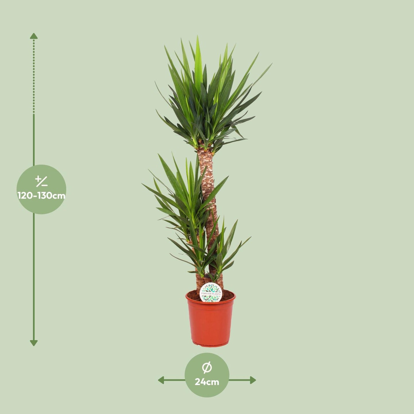 Yucca Elephantipes – Pflegleichte XXL-Zimmerpflanze Ø24cm