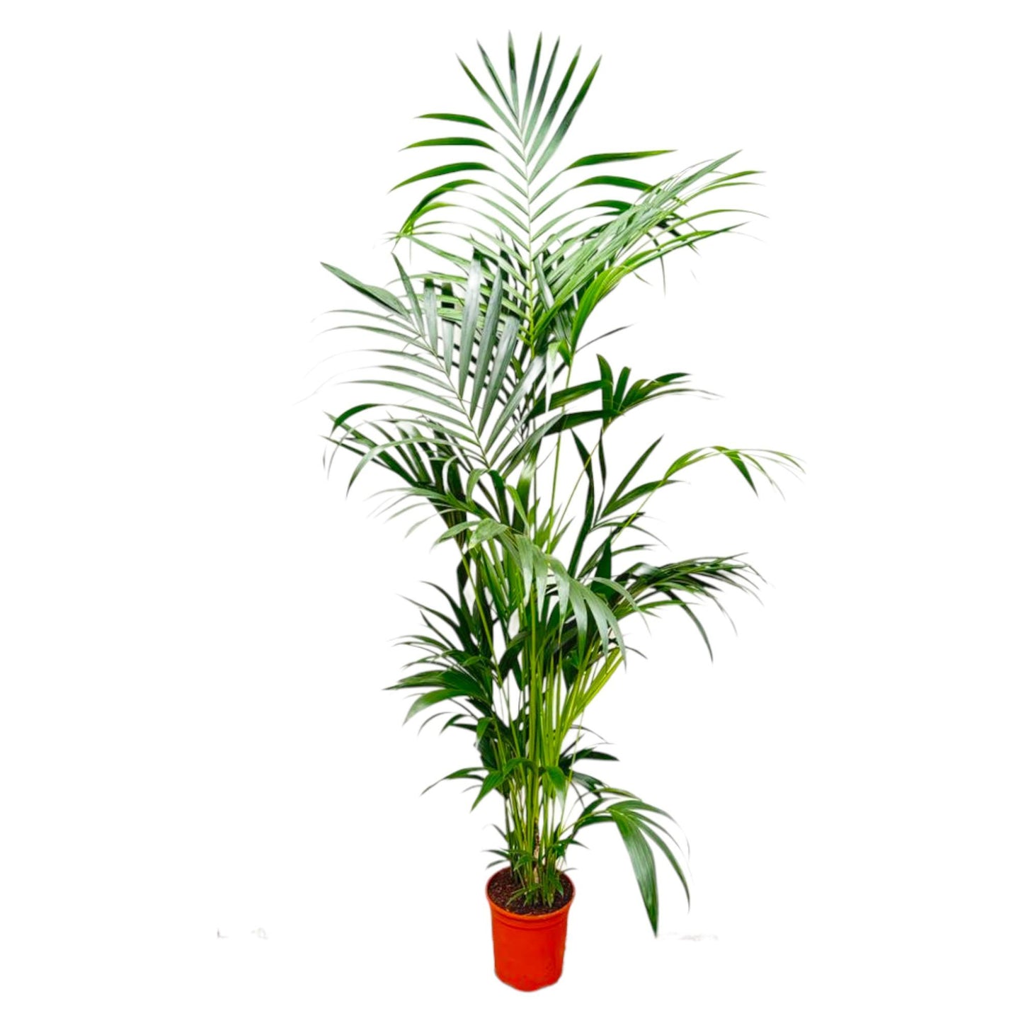 Kentia Palme – Elegante XXL Zimmerpflanze 200 cm
