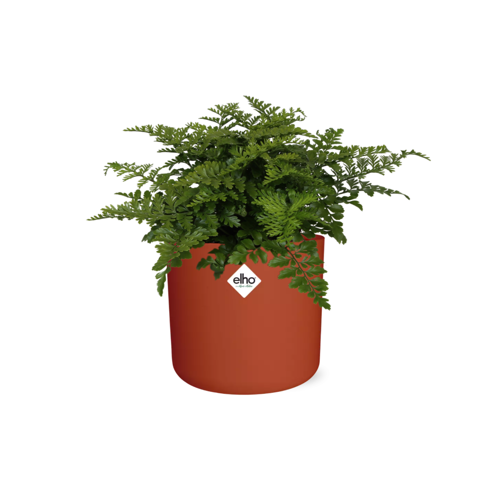 Asplenium Parvati – Luftreinigender Zimmerfarn im ELHO b.for soft Rond 14cm Brique