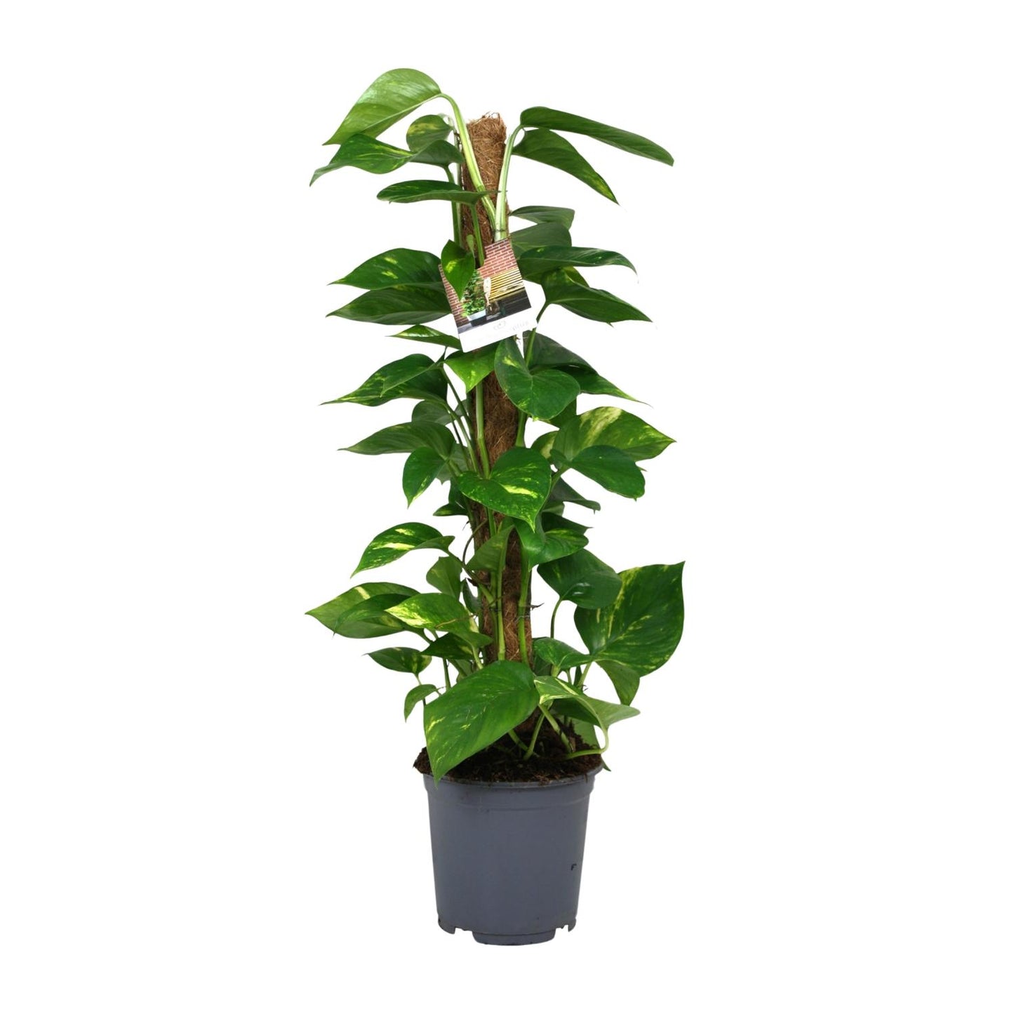 Scindapsus Epipremnum – pflegeleichte Zimmerpflanze Ø19cm