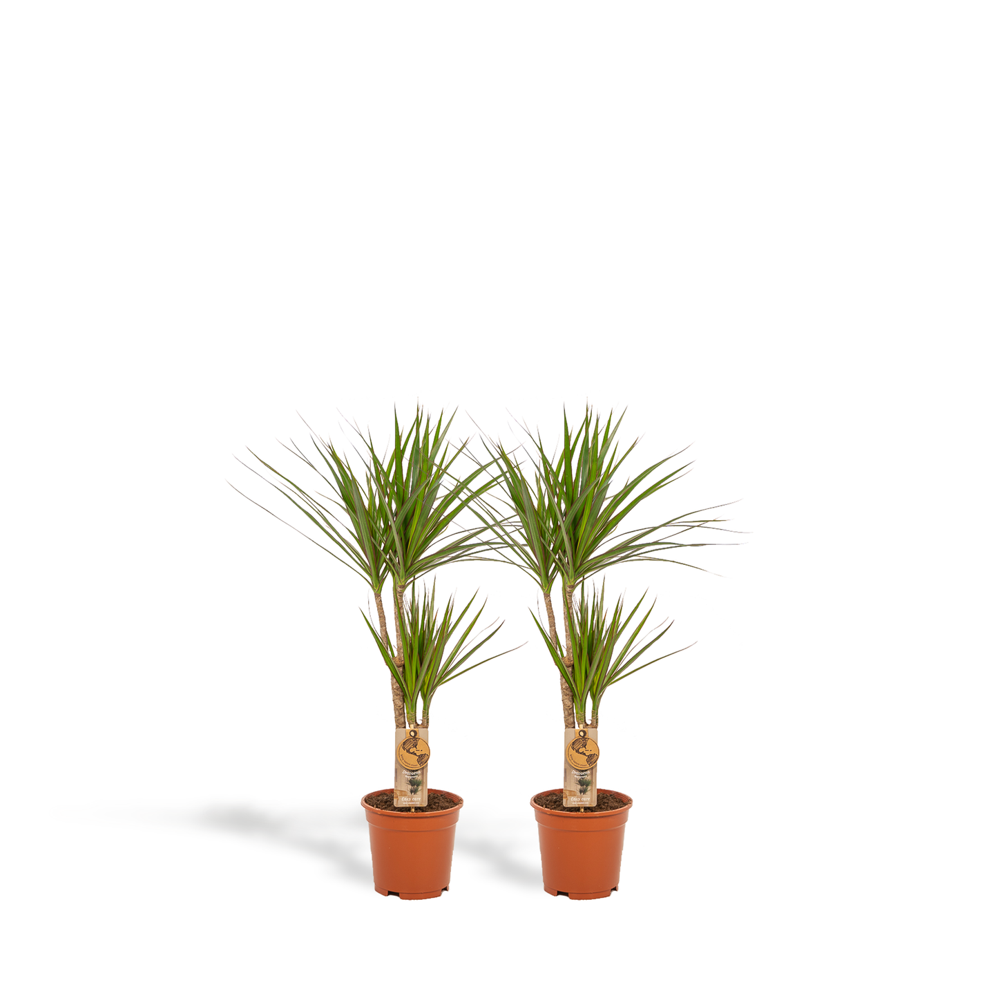 2x Dracaena – Stilvolle & pflegeleichte Zimmerpflanzen Ø17cm