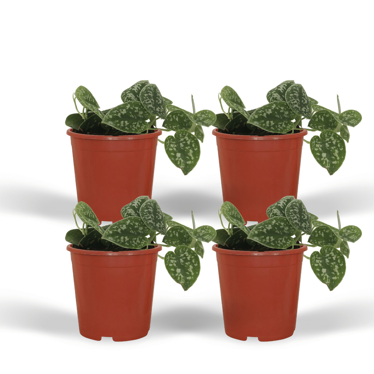 4x Scindapsus Pictus – Elegante Zimmerpflanzen im 12 cm Topf