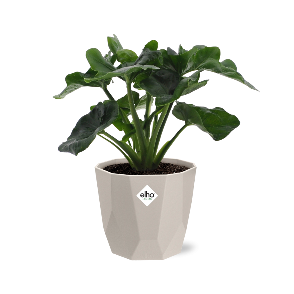 Philodendron Atom im ELHO b.for rock 14 cm Topf warm grey