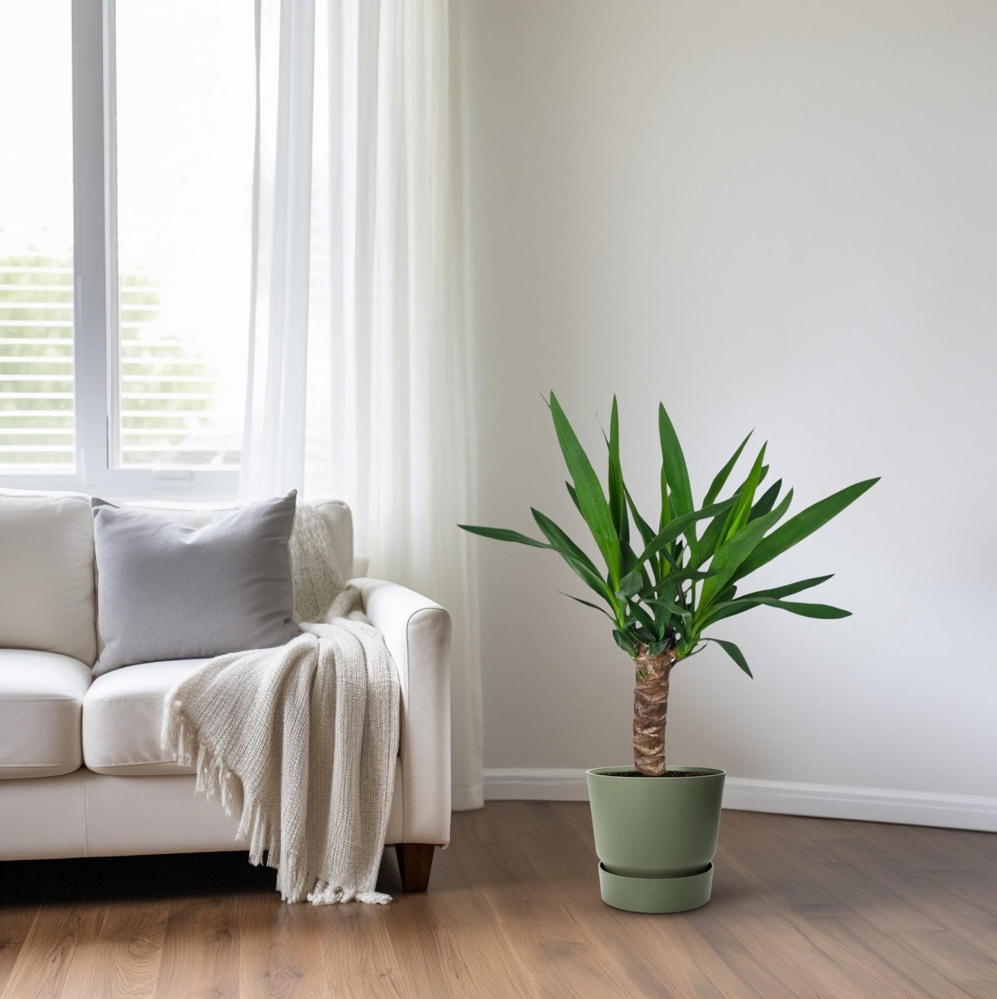 Yucca – Pflegeleichte XL-Zimmerpflanze Ø14cm, 60cm hoch