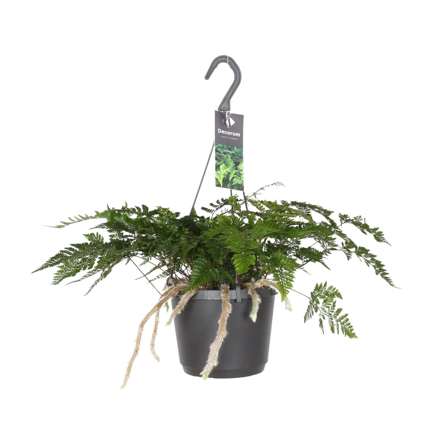 Humata Tyermannii – Bärenfußfarn Ø17cm, 30cm hoch