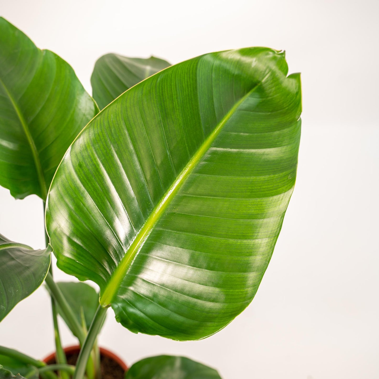 Strelitzia Nicolai Ø19cm – Luftreinigende Baumstrelitzie mit Korb