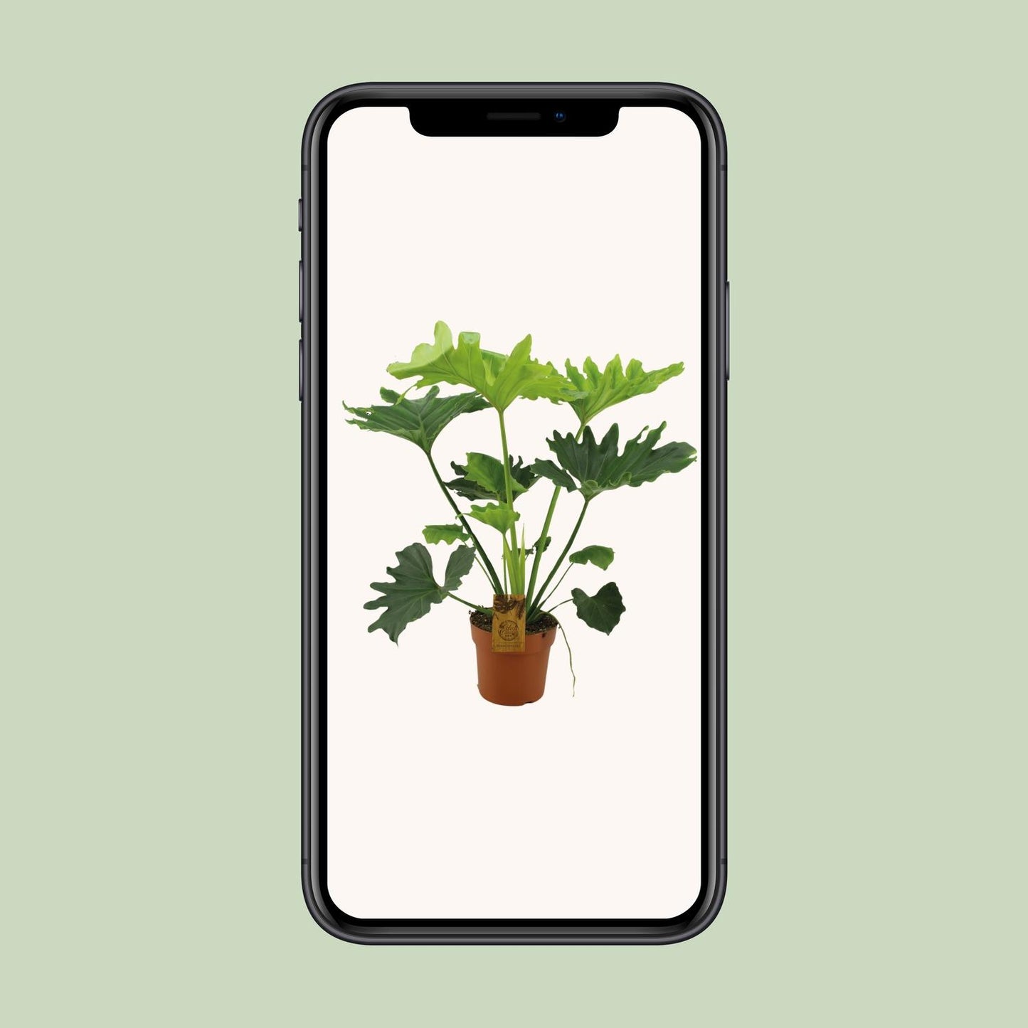 Philodendron Selloum Elefantiana – Pflegeleichte XXL Zimmerpflanze Ø21cm