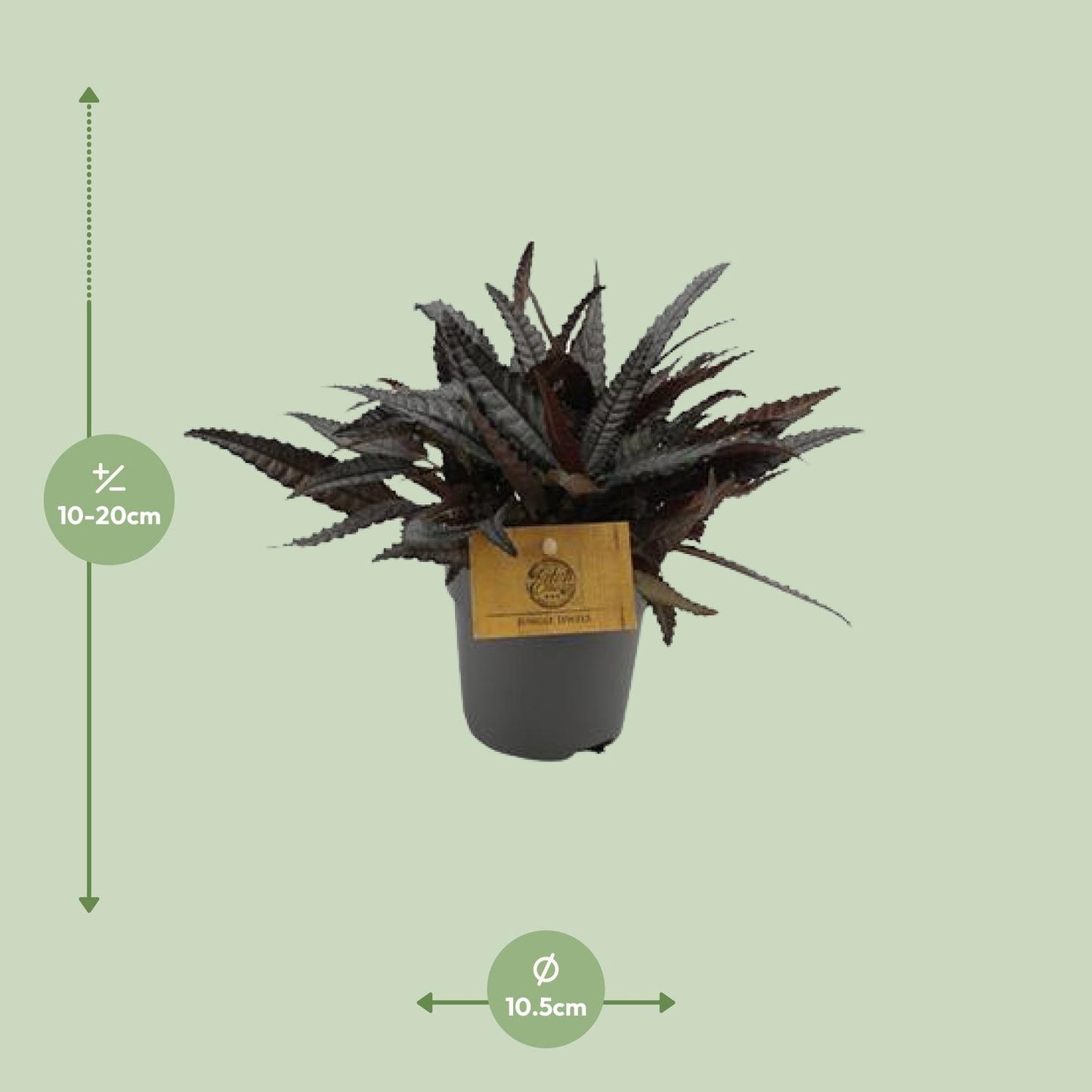 Pilea Hitchcockii – pflegeleichte Aluminium-Pflanze Ø10,5 cm