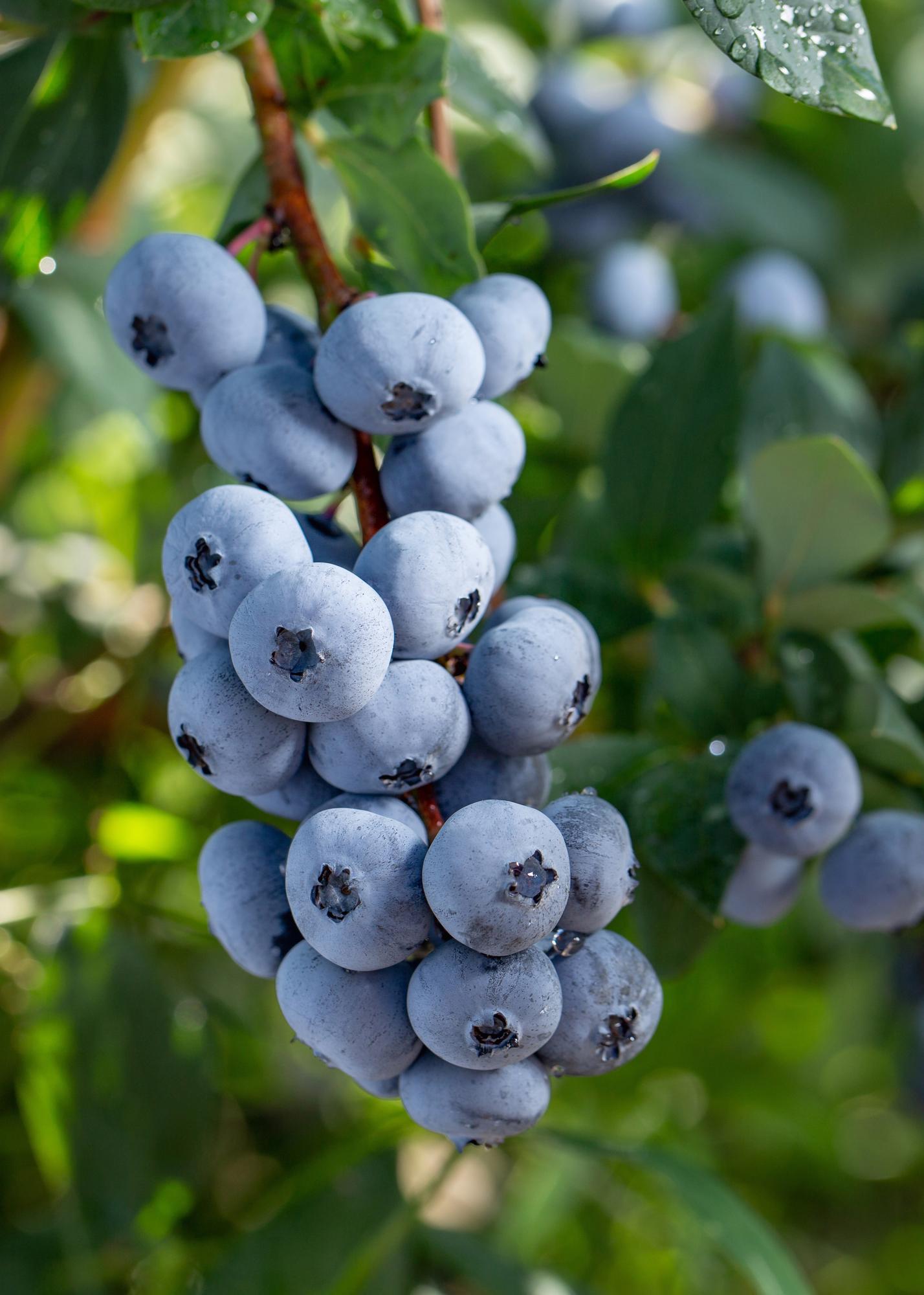 5x Vaccinium corymbosum 'Brigitta Blue' – Bio-Blaubeeren Ø13cm
