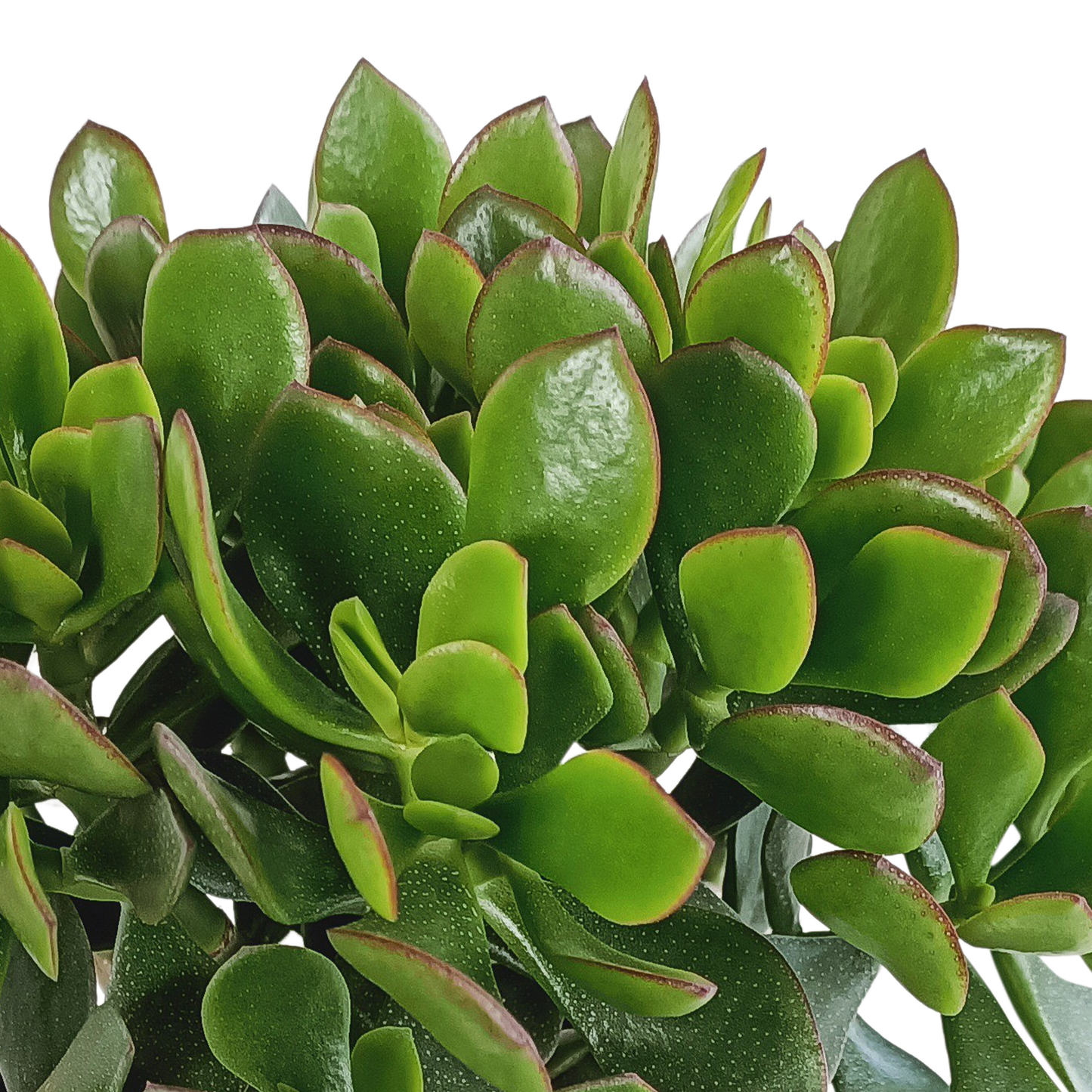 Crassula minova – Pflegeleichte Sukkulente im 17cm Topf