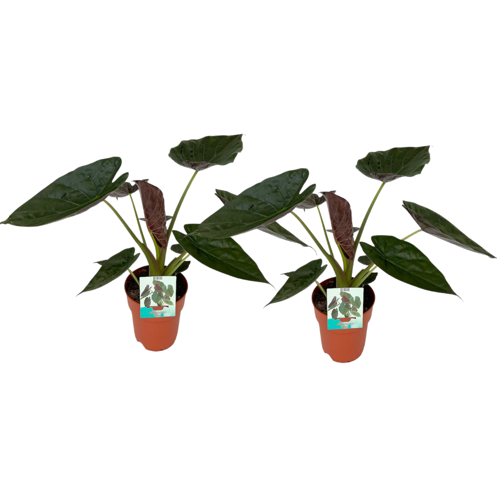 Alocasia Wentii – 2er-Set, Ø19cm, ca. 85cm hoch