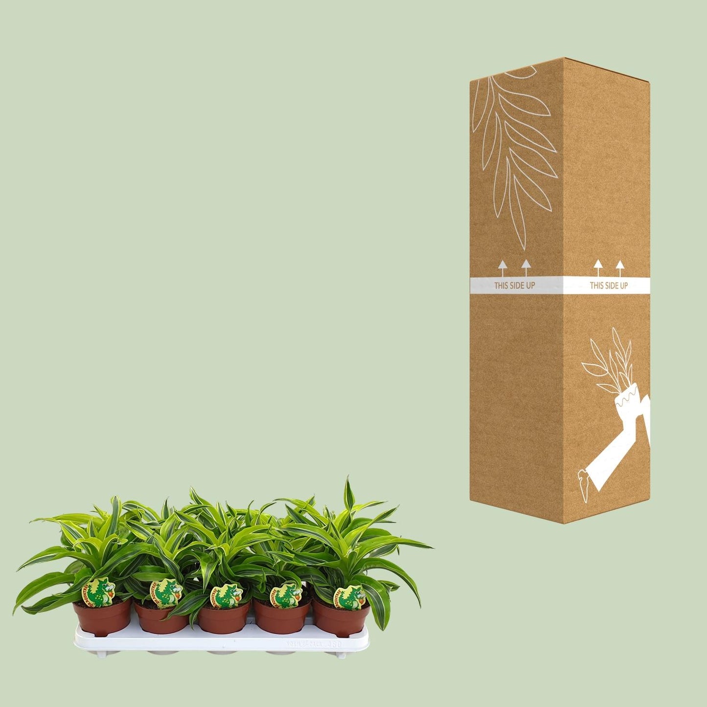 Dracaena Lemon Surprise – Pflegeleichte Zierpflanze Ø12cm