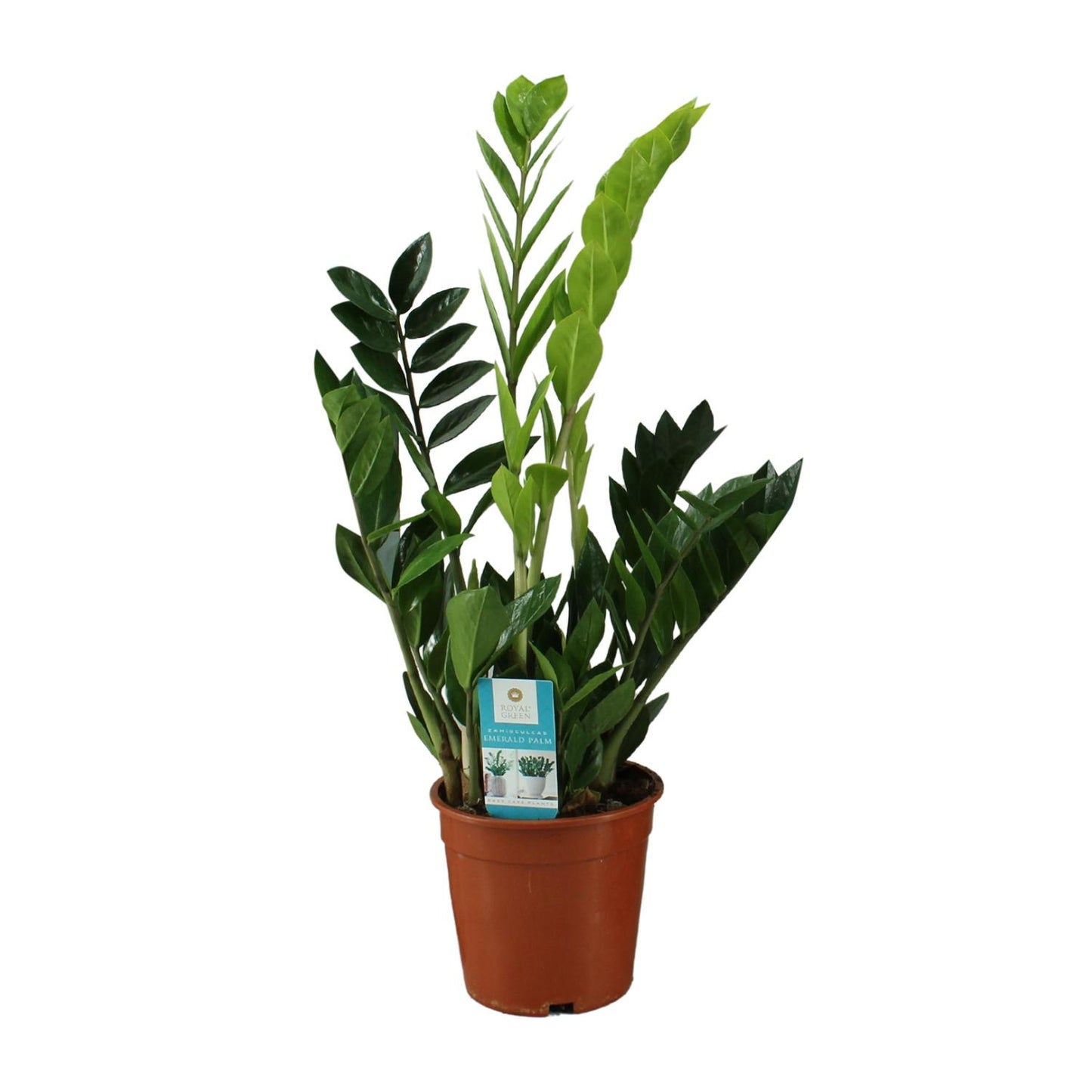 Zamioculcas Zamiifolia – Pflegeleichte Zimmerpflanze Ø17cm, 65cm hoch
