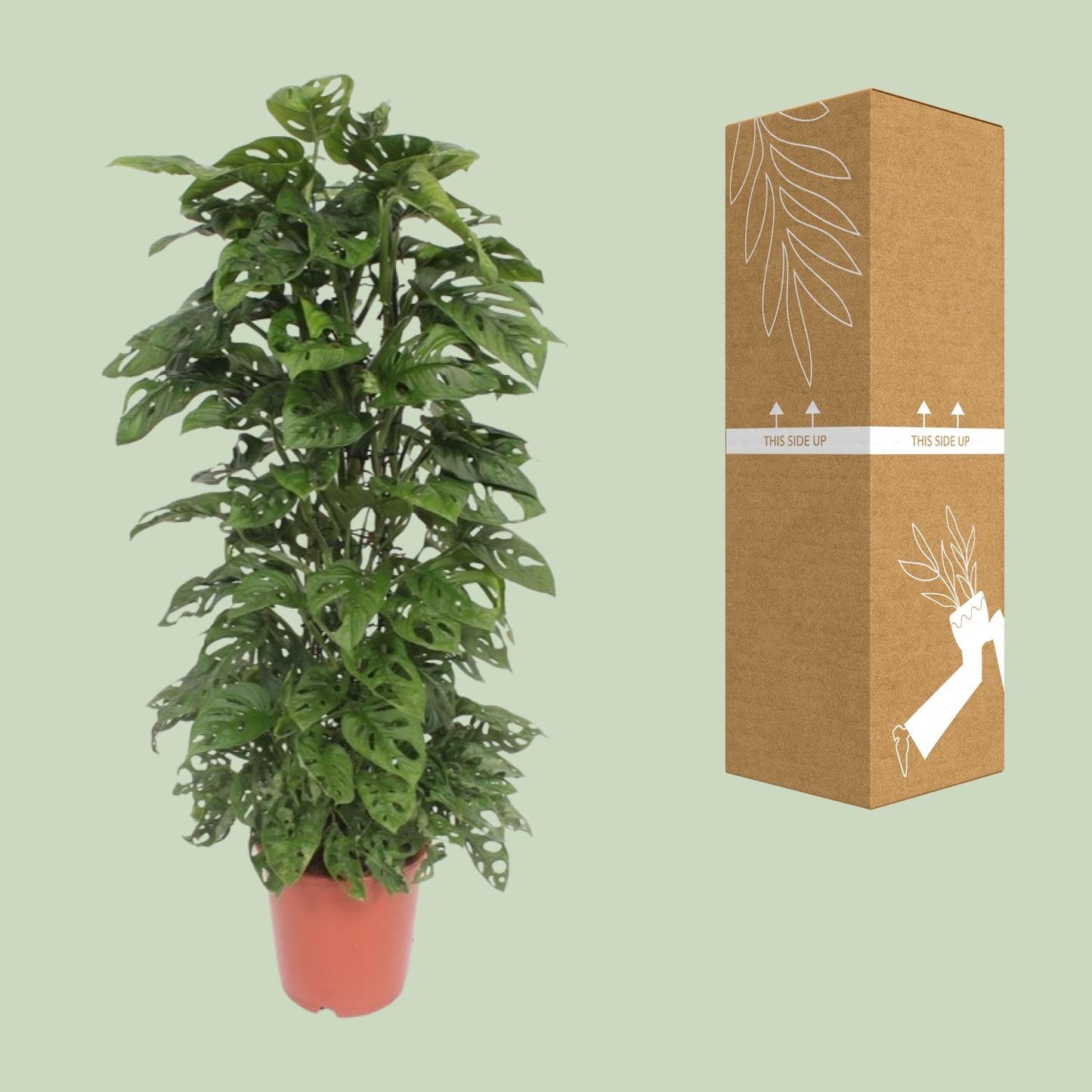 Monstera Monkey Leaf - Ø24cm Topf, ca. 120cm hoch