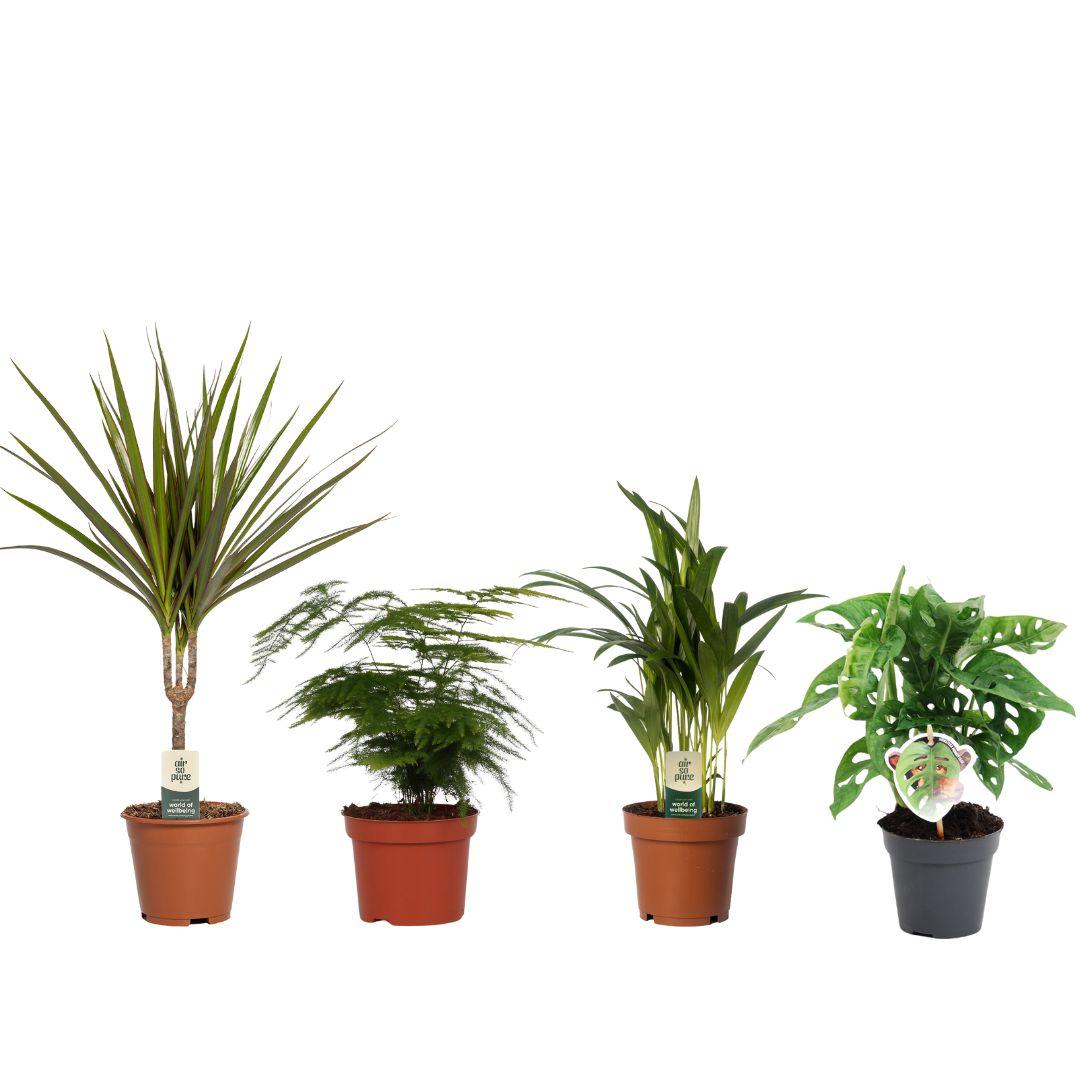 Budget Mix Set – 4 pflegeleichte Zimmerpflanzen Ø12/14cm