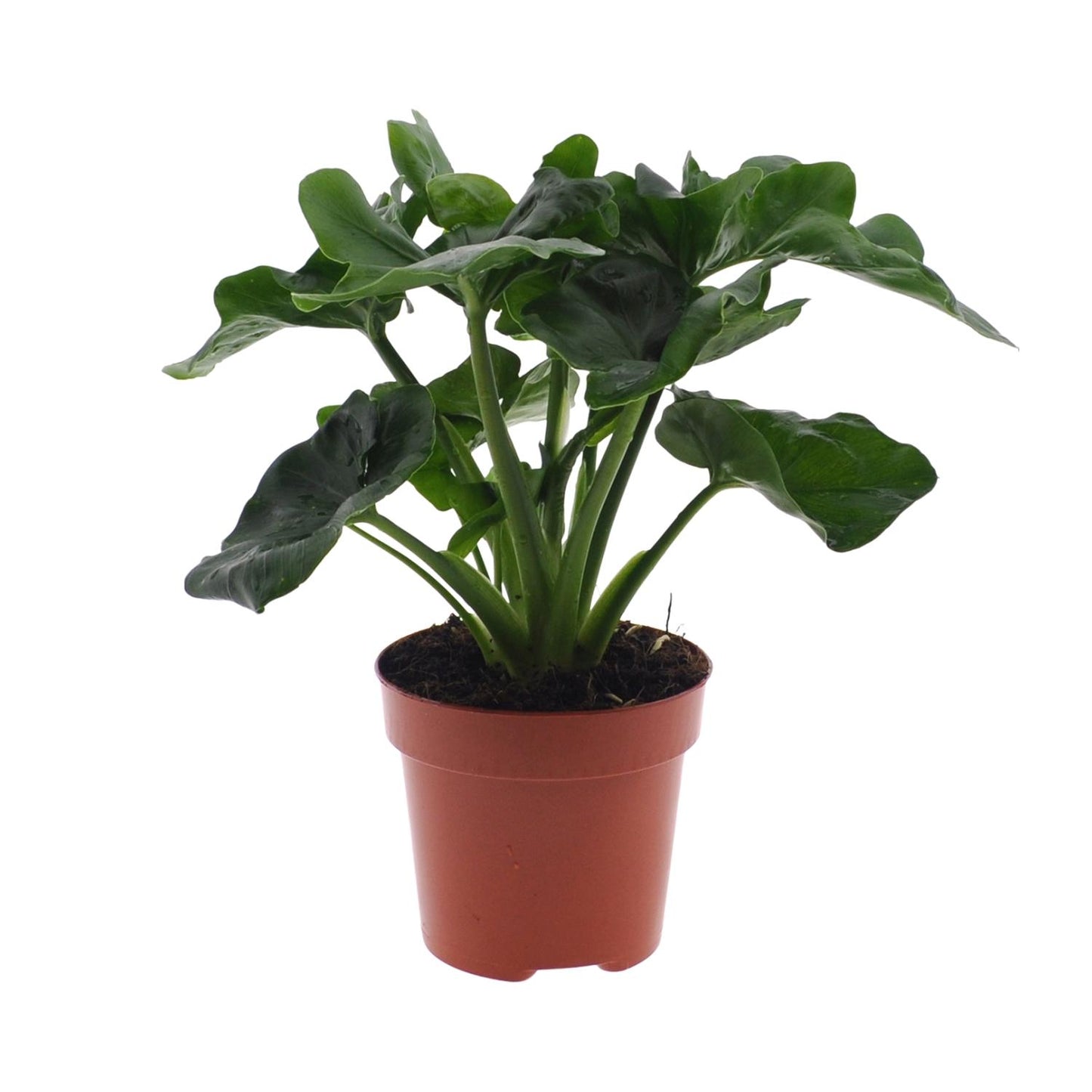 Philodendron Atom – Pflegeleichte Zimmerpflanze Ø12cm