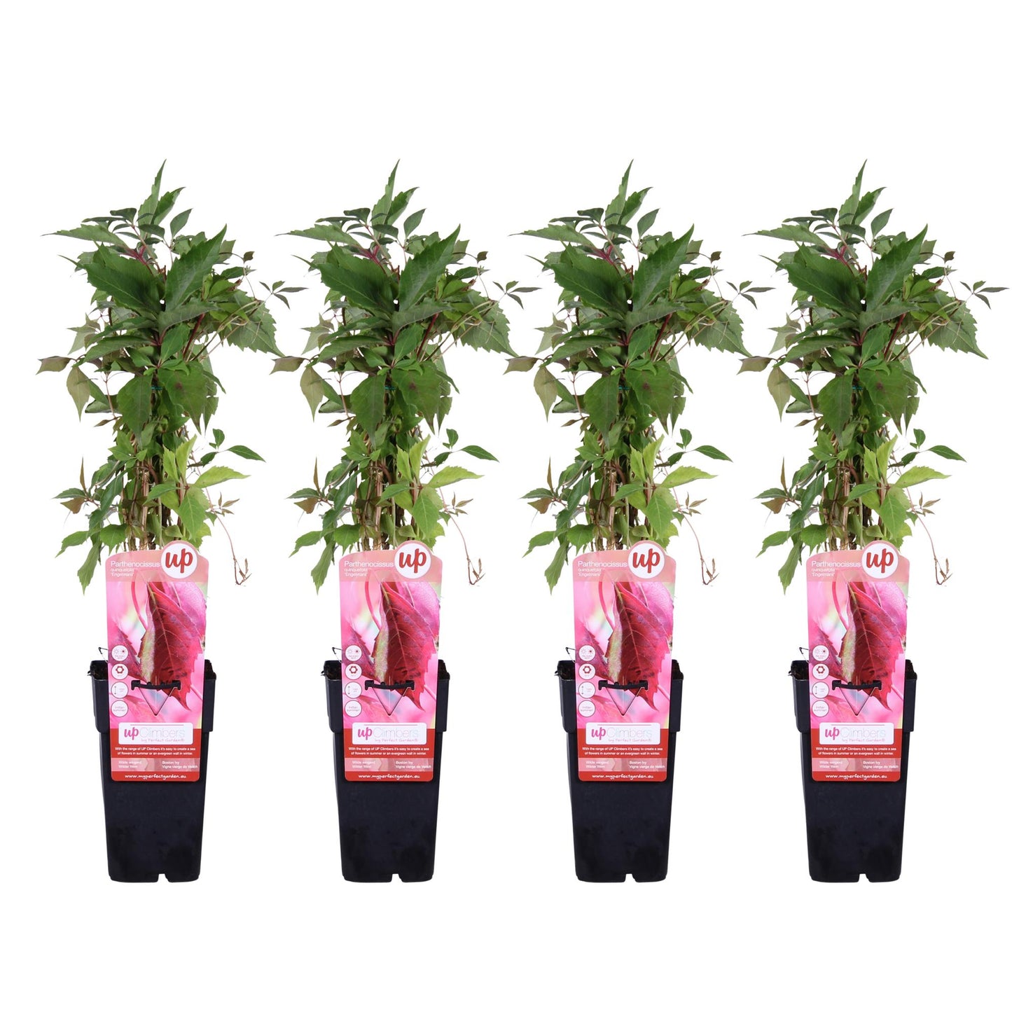 Parthenocissus quinquefolia Engelmannii – Selbstkletternde Kletterpflanze
