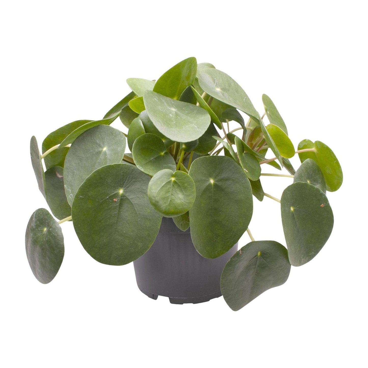 Pilea Peperomioides – pflegeleichte Zimmerpflanze Ø12cm