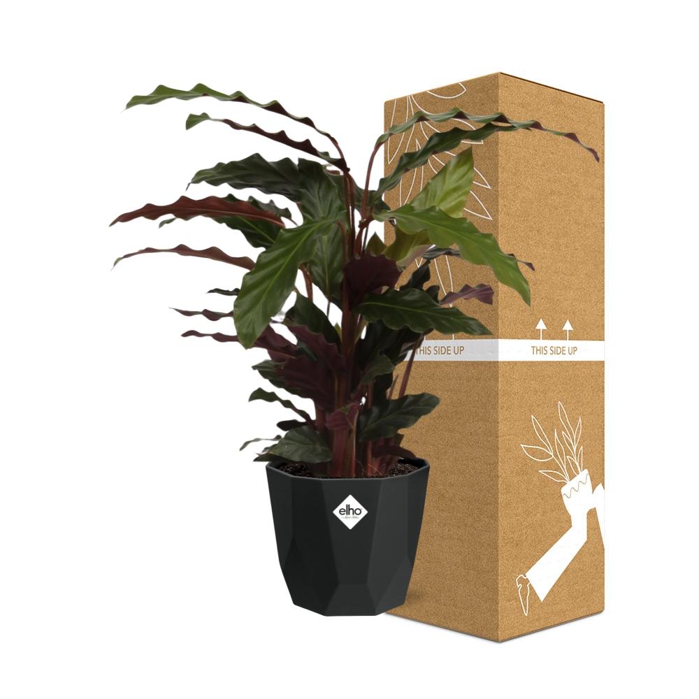 Calathea Rufibarba ‘Tropistar’ – Tropische Zimmerpflanze im schwarzen Topf