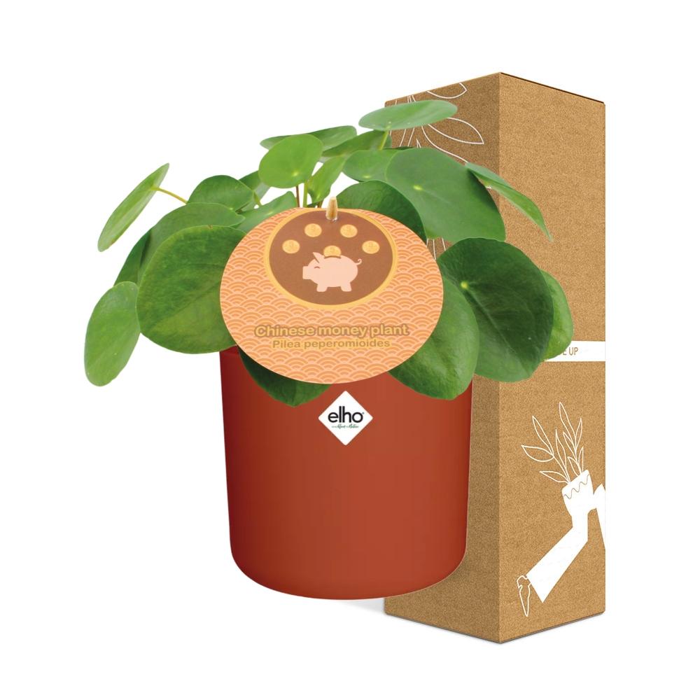 Pilea Peperomioides 12cm – pflegeleichte Zimmerpflanze im ELHO Topf