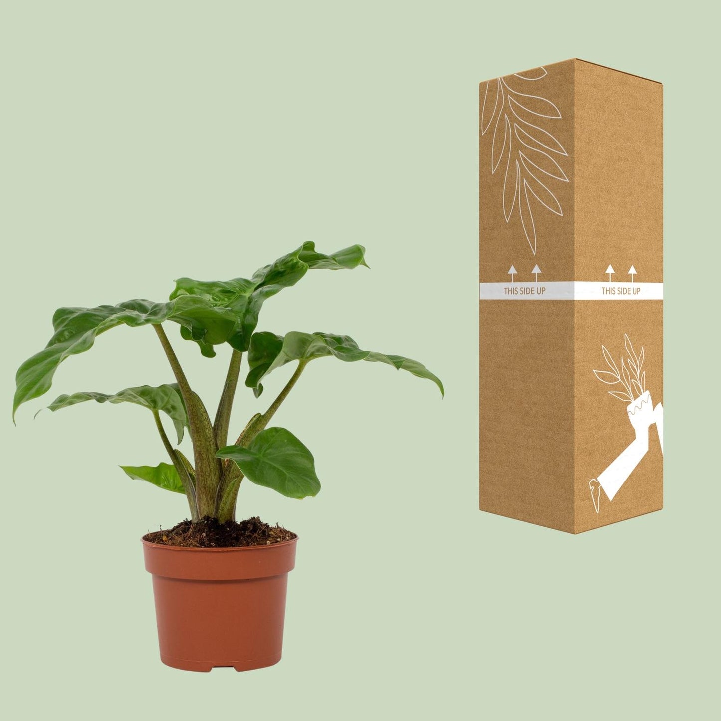 Alocasia Low Rider – Elefantenohr Zimmerpflanze Ø12cm
