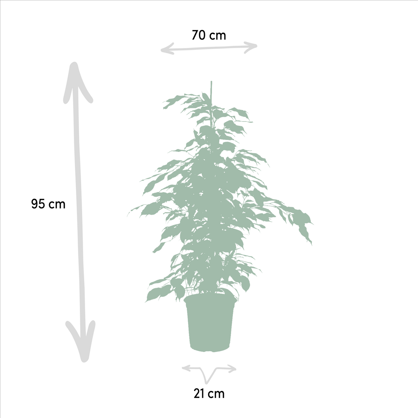Ficus Benjamina & Microcarpa Set Ø21cm, ca. 95cm hoch
