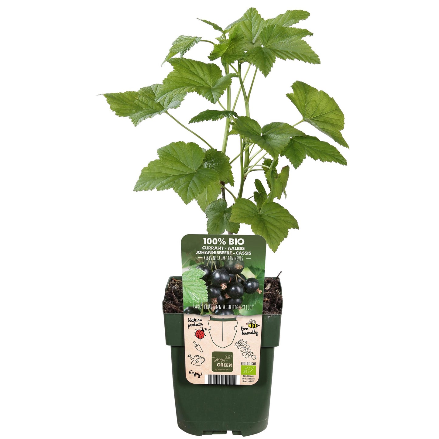 Ribes nigrum 'Ben Nevis' – Schwarze Johannisbeere Ø13cm