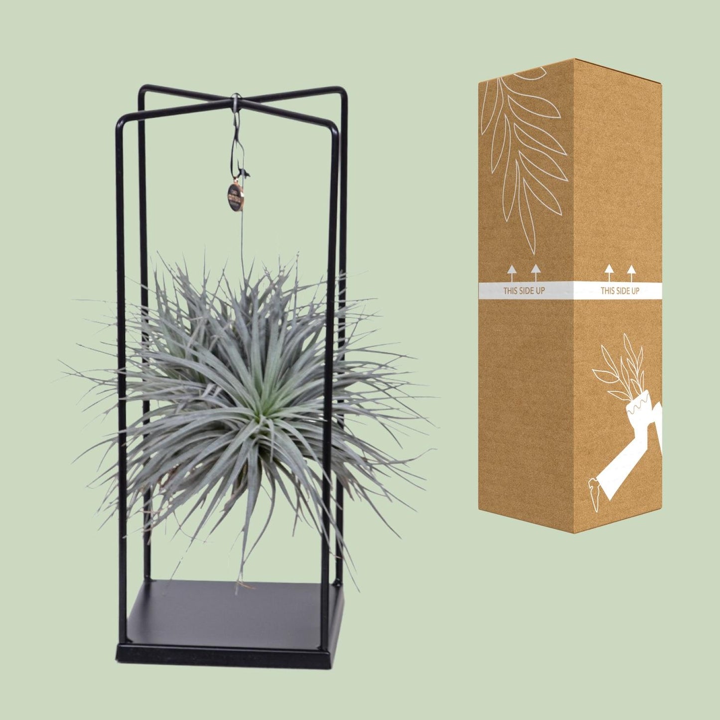 Tillandsia Mix – Pflegeleichte Luftpflanze Ø20 cm