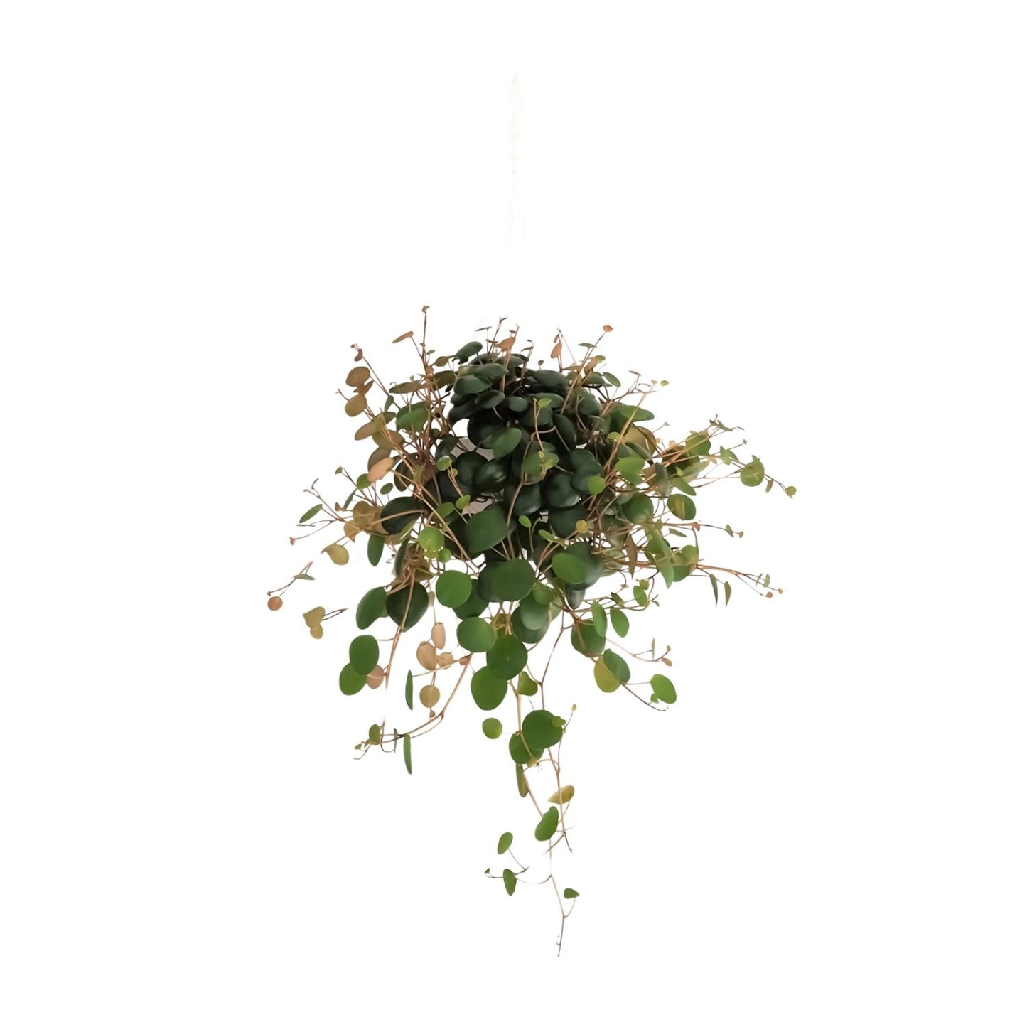 Peperomia Pepperspot – Pflegeleichte Zimmerpflanze Ø11cm